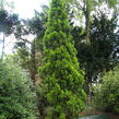 Zerav východní 'Pyramidalis Aurea' - Thuja orientalis 'Pyramidalis Aurea'