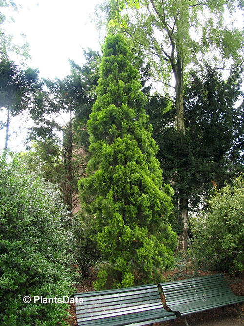 Túje, zerav východníí 'Pyramidalis Aurea' - Thuja orientalis 'Pyramidalis Aurea'