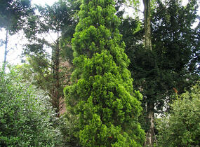 Túje, zerav východníí 'Pyramidalis Aurea' - Thuja orientalis 'Pyramidalis Aurea'