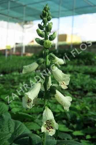 Náprstník červený 'Castor Cream' - Digitalis purpurea 'Castor Cream'