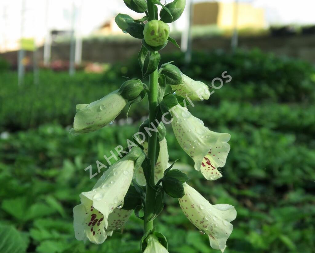 Náprstník červený 'Castor Cream' - Digitalis purpurea 'Castor Cream'