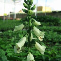 Náprstník červený 'Castor Cream' - Digitalis purpurea 'Castor Cream'