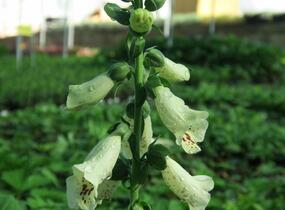 Náprstník červený 'Castor Cream' - Digitalis purpurea 'Castor Cream'