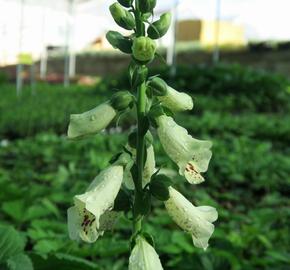 Náprstník červený 'Castor Cream' - Digitalis purpurea 'Castor Cream'