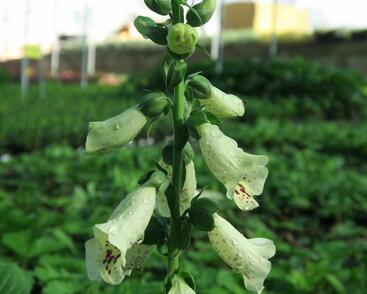 Náprstník červený 'Castor Cream'