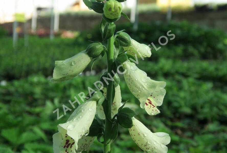 Náprstník červený 'Castor Cream' - Digitalis purpurea 'Castor Cream'