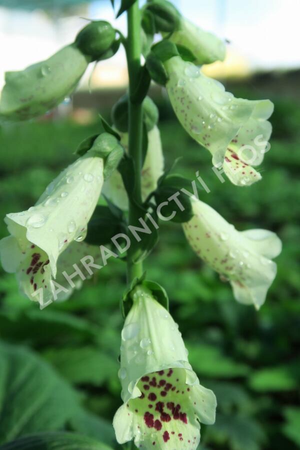 Náprstník červený 'Castor Cream' - Digitalis purpurea 'Castor Cream'