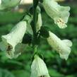 Náprstník červený 'Castor Cream' - Digitalis purpurea 'Castor Cream'