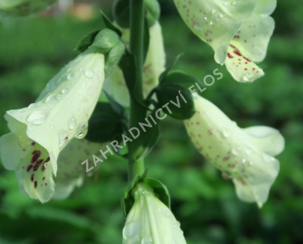 Náprstník červený 'Castor Cream' - Digitalis purpurea 'Castor Cream'