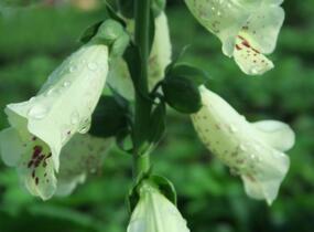 Náprstník červený 'Castor Cream' - Digitalis purpurea 'Castor Cream'
