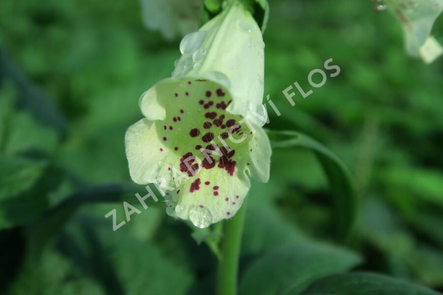 Náprstník červený 'Castor Cream' - Digitalis purpurea 'Castor Cream'