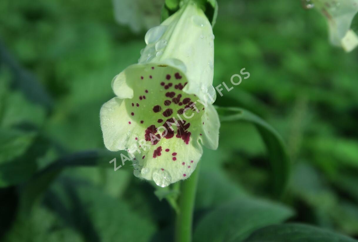 Náprstník červený 'Castor Cream' - Digitalis purpurea 'Castor Cream'
