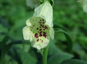 Náprstník červený 'Castor Cream' - Digitalis purpurea 'Castor Cream'