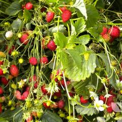 Jahodník měsíční 'Scarlet Beauty' - Fragaria vesca 'Scarlet Beauty'