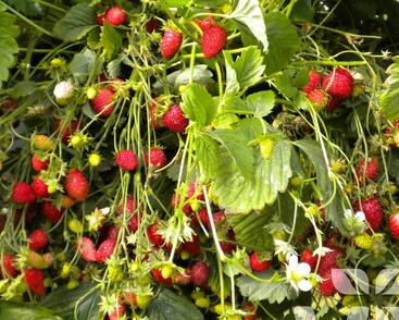 Jahodník měsíční 'Scarlet Beauty'