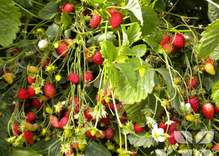Jahodník měsíční 'Scarlet Beauty' - Fragaria vesca 'Scarlet Beauty'