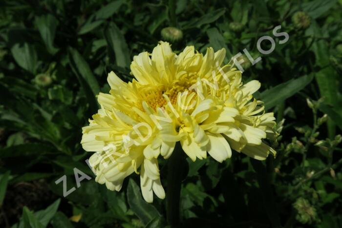 Kopretina největší 'Real Charmer' - Leucanthemum maximum 'Real Charmer'