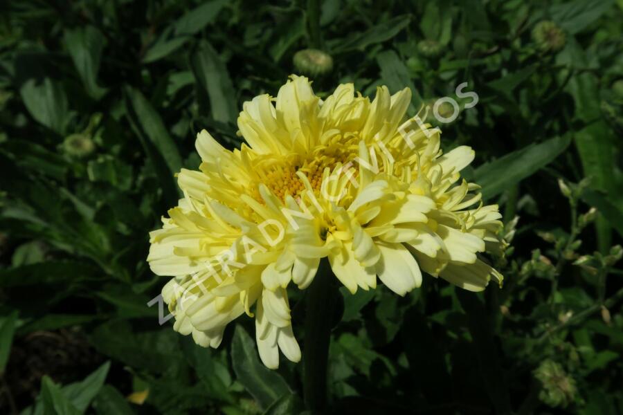 Kopretina největší 'Real Charmer' - Leucanthemum maximum 'Real Charmer'