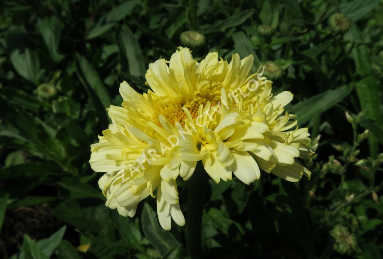 Kopretina největší 'Real Charmer' - Leucanthemum maximum 'Real Charmer'