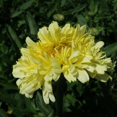 Kopretina největší 'Real Charmer' - Leucanthemum maximum 'Real Charmer'