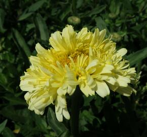 Kopretina největší 'Real Charmer' - Leucanthemum maximum 'Real Charmer'