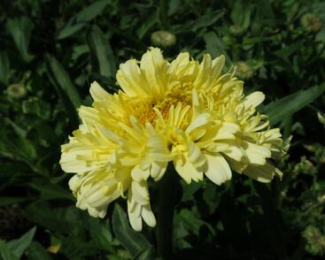 Kopretina největší 'Real Charmer'