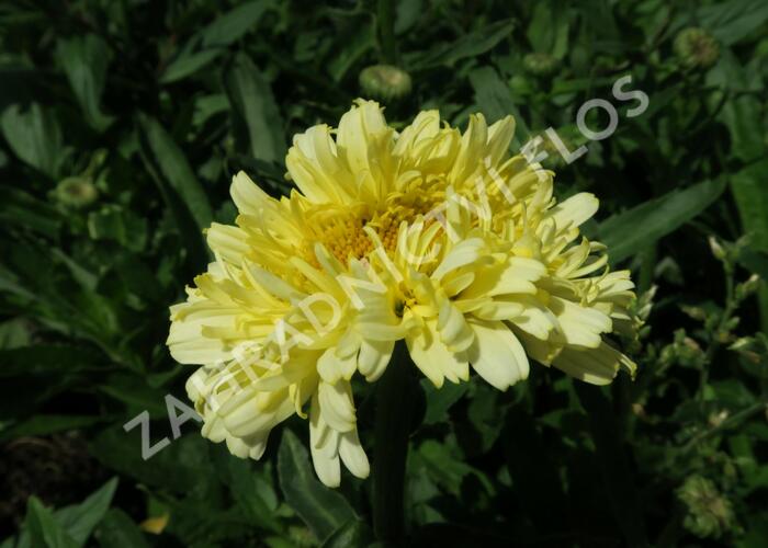 Kopretina největší 'Real Charmer' - Leucanthemum maximum 'Real Charmer'