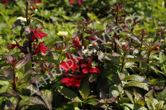 Lobelka 'Starship Scarlet' - Lobelia speciosa 'Starship Scarlet'