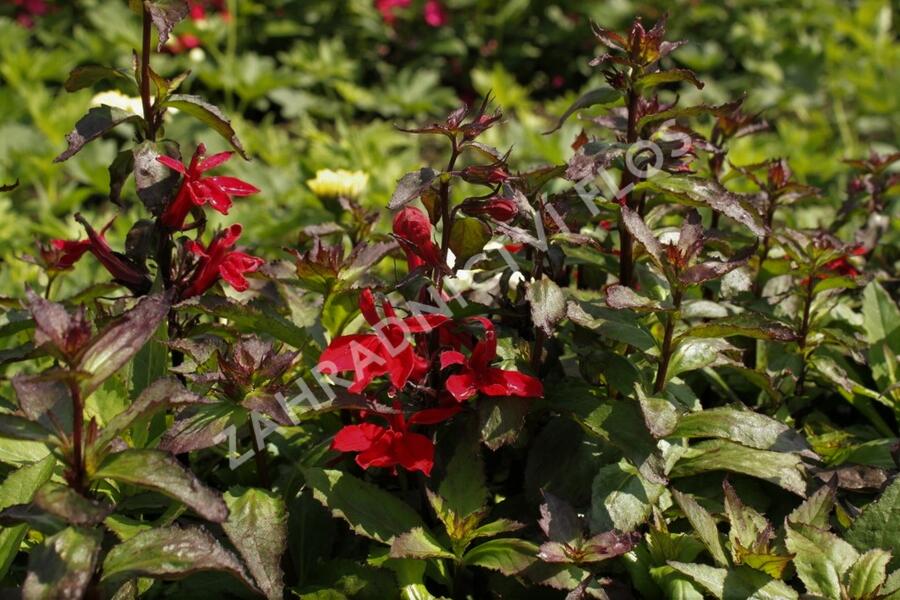 Lobelka 'Starship Scarlet' - Lobelia speciosa 'Starship Scarlet'