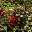 Lobelka 'Starship Scarlet' - Lobelia speciosa 'Starship Scarlet'