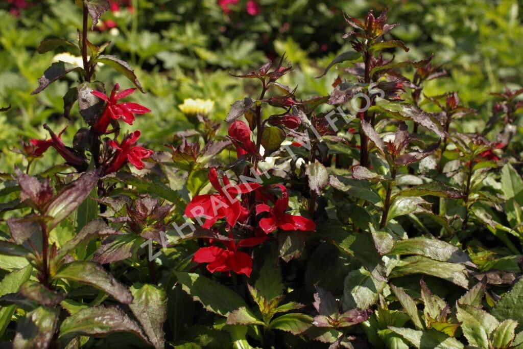 Lobelka 'Starship Scarlet' - Lobelia speciosa 'Starship Scarlet'