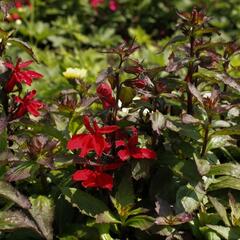 Lobelka 'Starship Scarlet' - Lobelia speciosa 'Starship Scarlet'