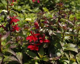 Lobelka 'Starship Scarlet'