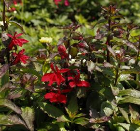 Lobelka 'Starship Scarlet' - Lobelia speciosa 'Starship Scarlet'