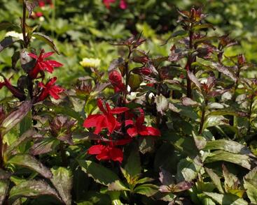 Lobelka 'Starship Scarlet'