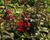 Lobelka 'Starship Scarlet'