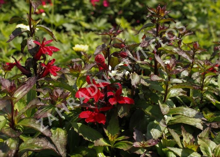 Lobelka 'Starship Scarlet' - Lobelia speciosa 'Starship Scarlet'