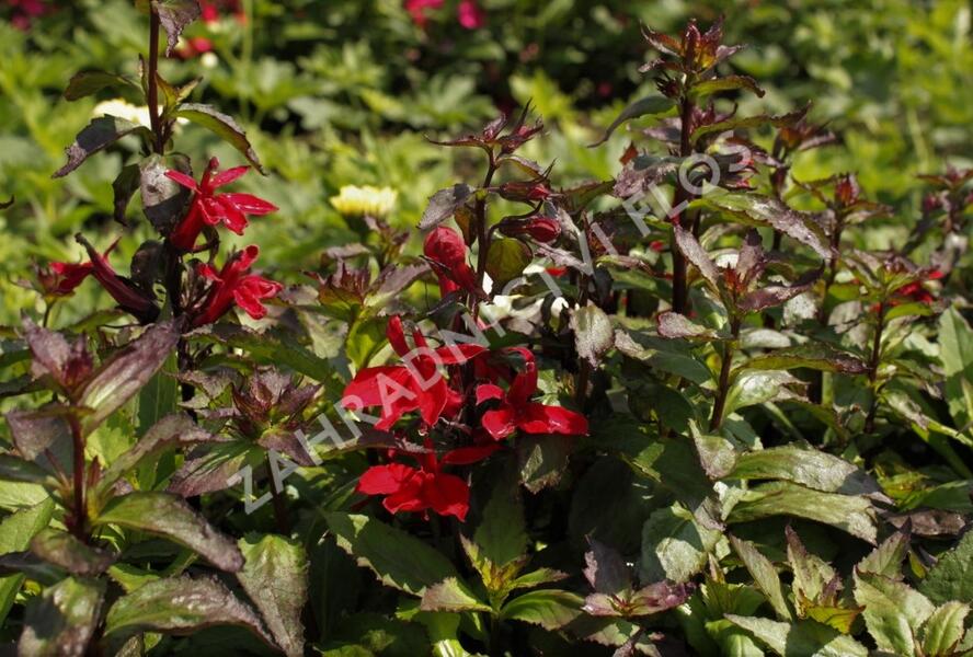 Lobelka 'Starship Scarlet' - Lobelia speciosa 'Starship Scarlet'