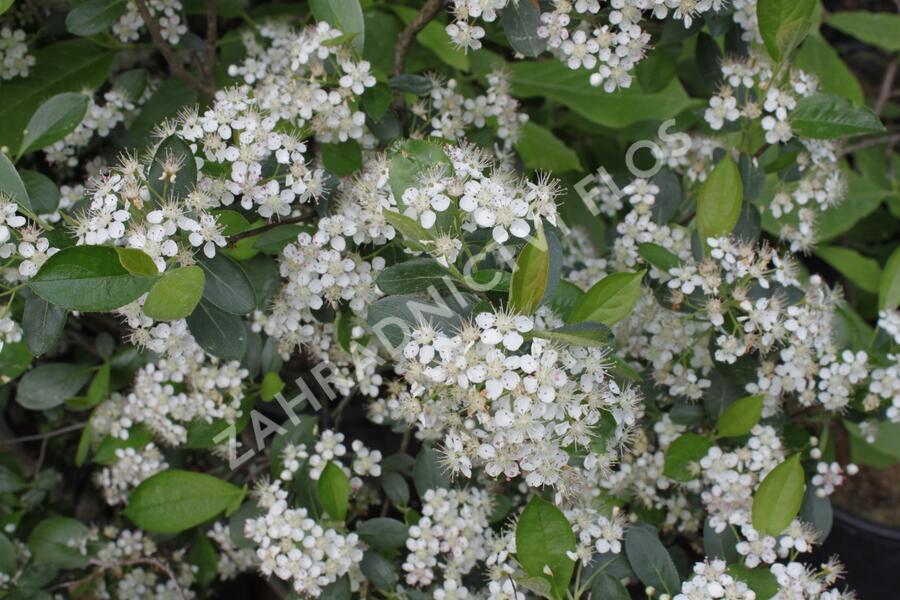 Temnoplodec černoplodý 'Hugin' - Aronia melanocarpa 'Hugin'