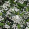 temnoplodec ernoplod Hugin - Aronia melanocarpa Hugin