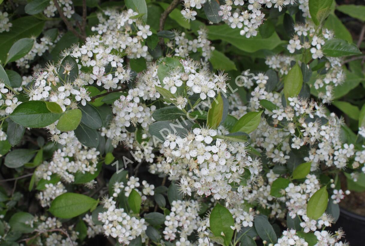 Temnoplodec, arónie černoplodá 'Hugin' - Aronia melanocarpa 'Hugin'