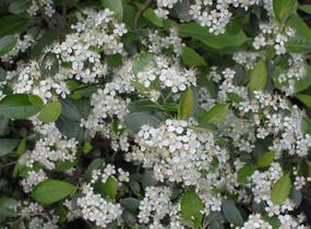 Temnoplodec, arónie černoplodá 'Hugin' - Aronia melanocarpa 'Hugin'
