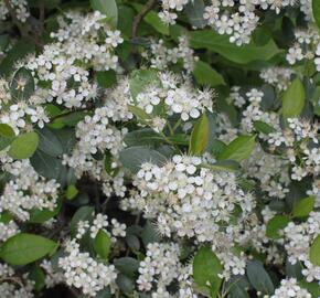 Temnoplodec černoplodý 'Hugin' - Aronia melanocarpa 'Hugin'