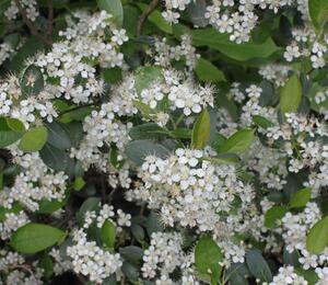 Temnoplodec černoplodý 'Hugin' - Aronia melanocarpa 'Hugin'