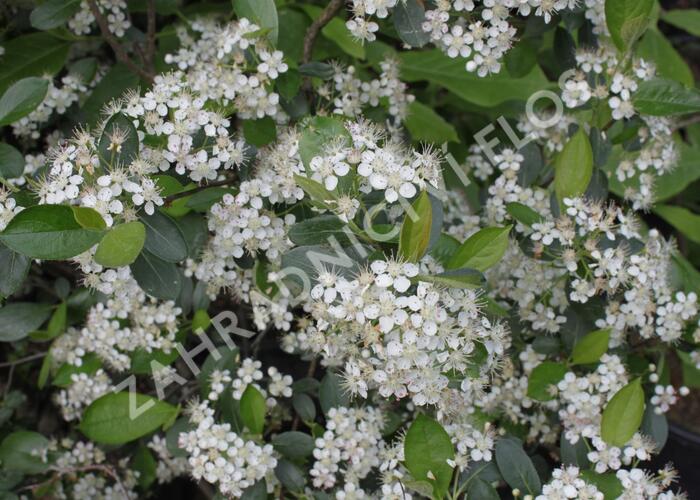 Temnoplodec černoplodý 'Hugin' - Aronia melanocarpa 'Hugin'