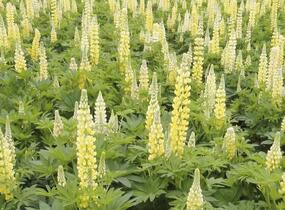 Lupina mnoholistá 'Lupini Yellow' - Lupinus polyphyllus 'Lupini Yellow'