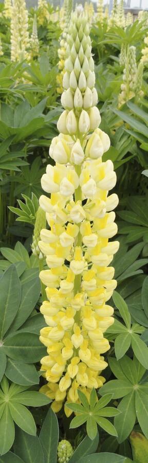 Lupina mnoholistá 'Lupini Yellow' - Lupinus polyphyllus 'Lupini Yellow'