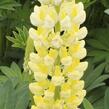 Lupina mnoholistá 'Lupini Yellow' - Lupinus polyphyllus 'Lupini Yellow'