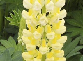 Lupina mnoholistá 'Lupini Yellow' - Lupinus polyphyllus 'Lupini Yellow'