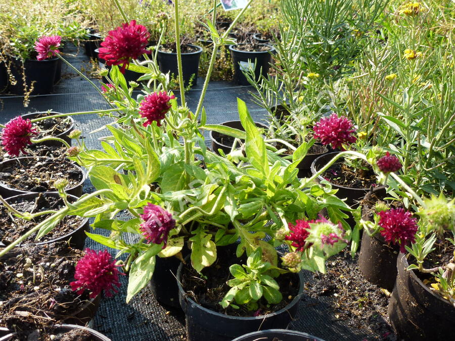 Chrastavec 'Mars Midget' - Knautia macedonica 'Mars Midget'